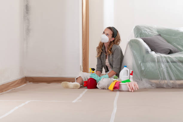 Reliable Mold Remediation contractor in Bellevue, WA by Cheap Mold Removal