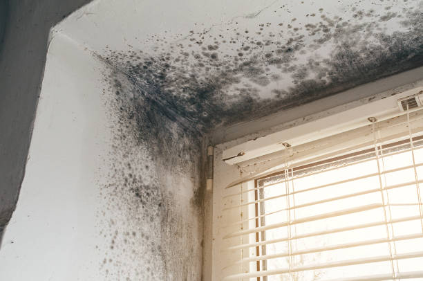 Trusted Mold Testing service in Bellevue, WA - Cheap Mold Removal